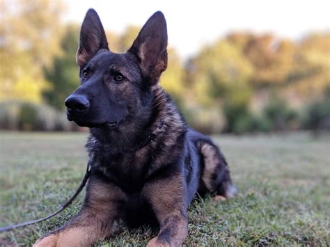  The breeder should be knowledgeable of bloodlines and the German Shepherd breed in general